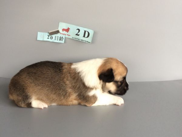 CO&amp;MOYE20151102  20日龄 2D-4.jpg