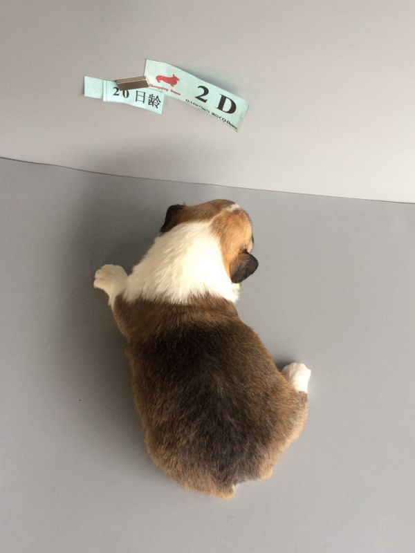 CO&amp;MOYE20151102  20日龄 2D-8.jpg