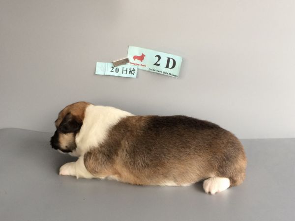 CO&amp;MOYE20151102  20日龄 2D-9.jpg