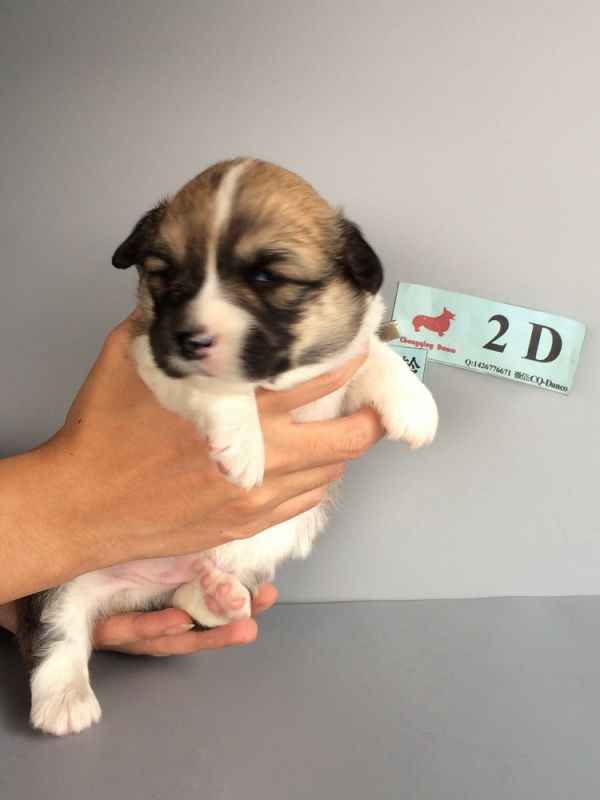 CO&amp;MOYE20151102  20日龄 2D-11.jpg