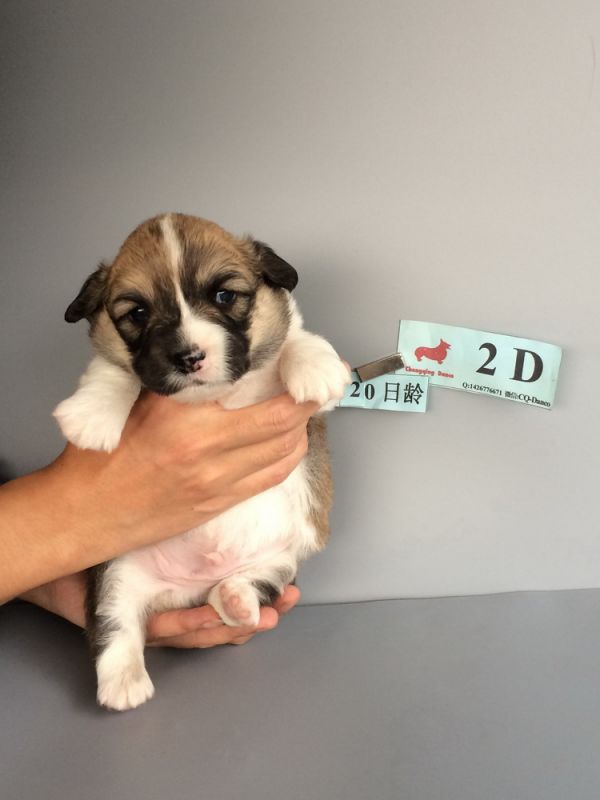 CO&amp;MOYE20151102  20日龄 2D-13.jpg