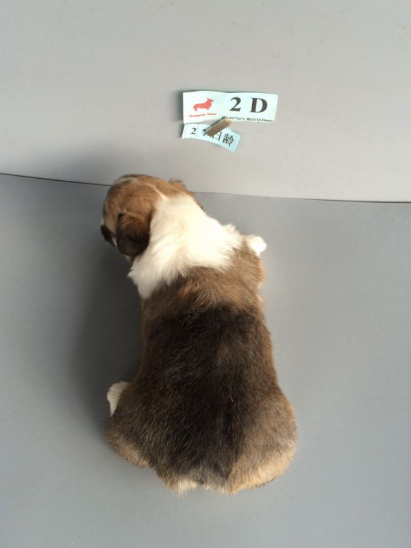 CO&amp;MOYE20151102  27日龄 2D-5.jpg