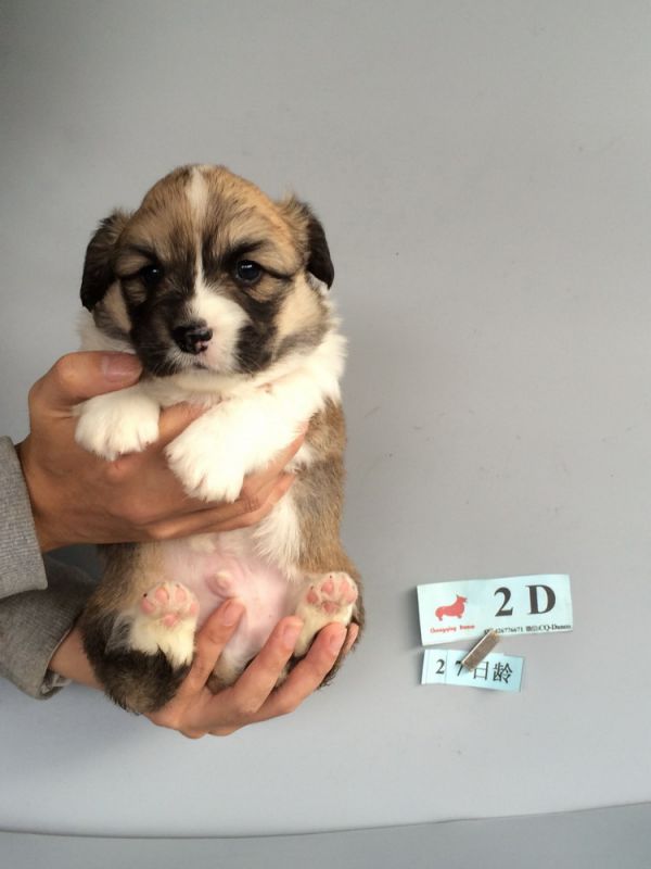 CO&amp;MOYE20151102  27日龄 2D-9.jpg