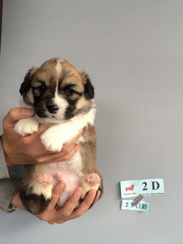 CO&amp;MOYE20151102  27日龄 2D-18.jpg