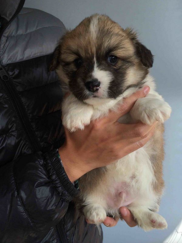 CO&amp;MOYE20151102  35日龄 2D-3.jpg