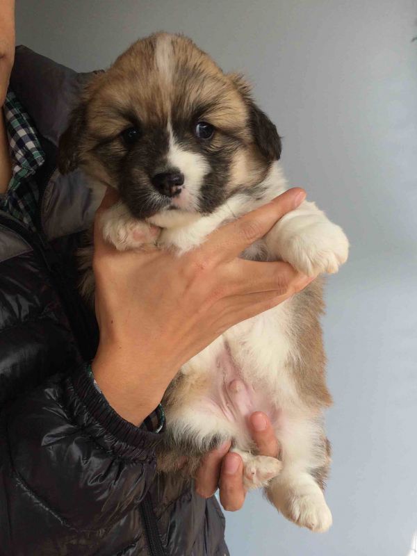 CO&amp;MOYE20151102  35日龄 2D-5.jpg