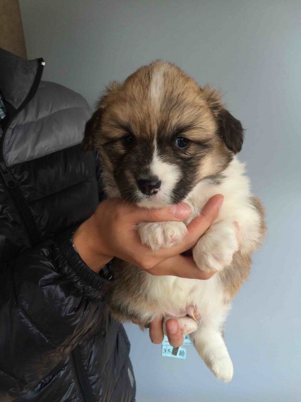 CO&amp;MOYE20151102  35日龄 2D-8.jpg