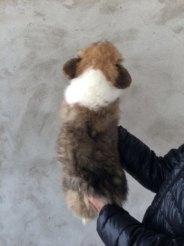 CO&amp;MOYE20151102 84日龄 2D-11.jpg