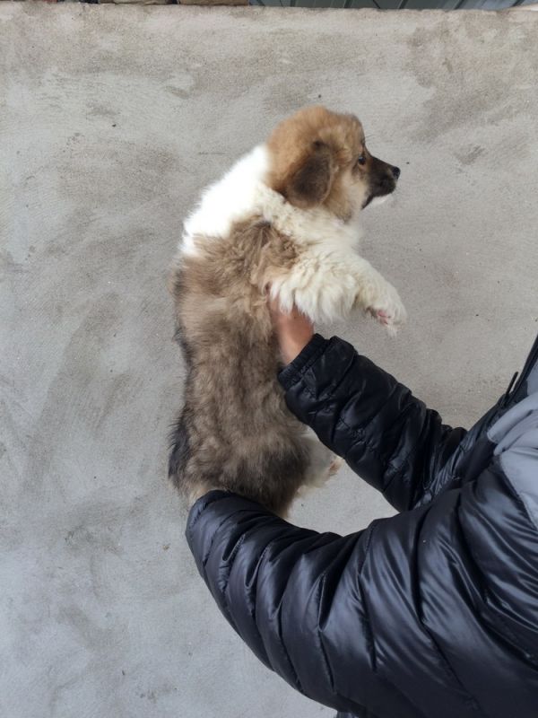 CO&amp;MOYE20151102 84日龄 2D-12.jpg