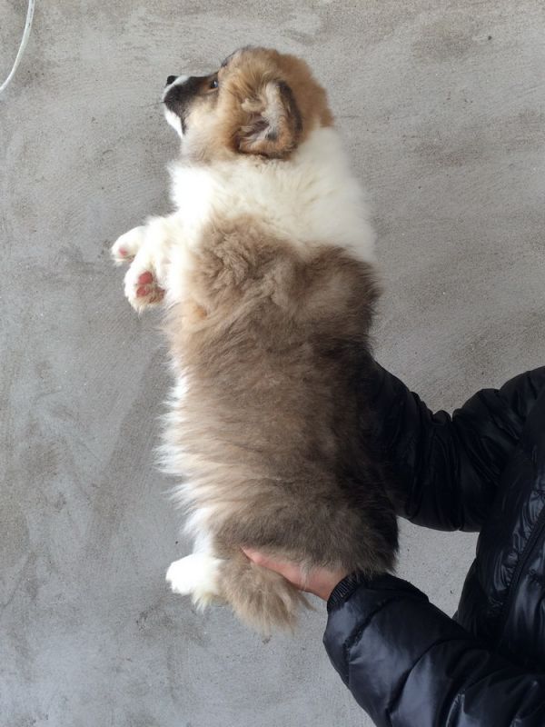 CO&amp;MOYE20151102 84日龄 2D-14.jpg