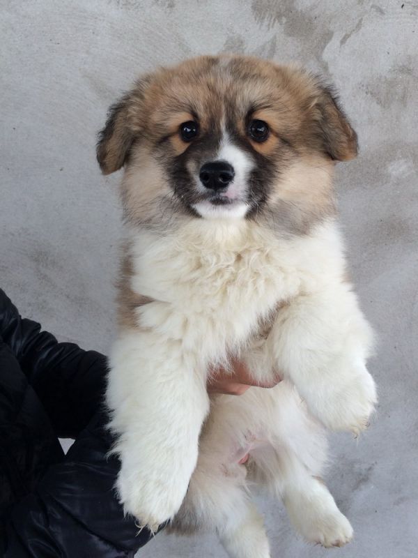 CO&amp;MOYE20151102 84日龄 2D-20.jpg