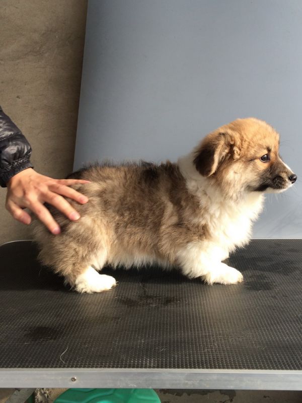 CO&amp;MOYE20151102 84日龄 2D-26.jpg