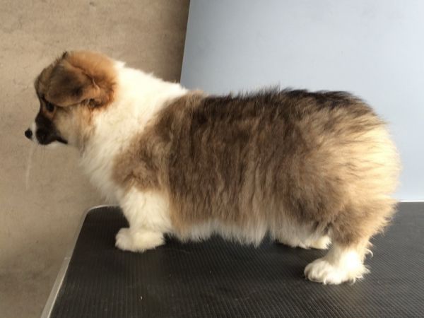 CO&amp;MOYE20151102 84日龄 2D-27.jpg