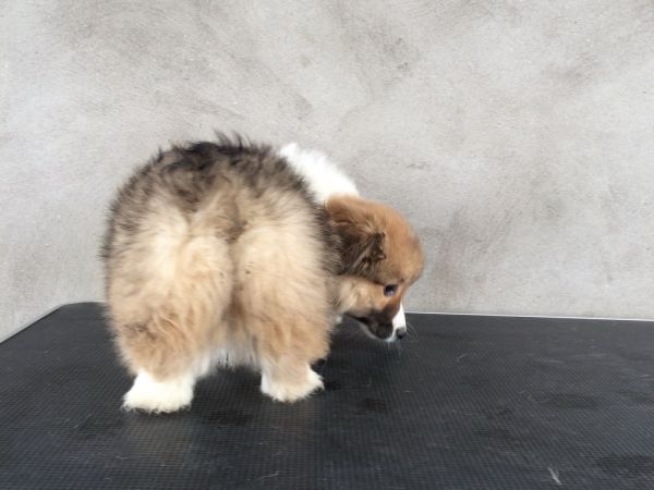 CO&amp;MOYE20151102 84日龄 2D-32.jpg