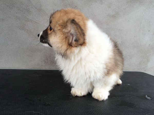 CO&amp;MOYE20151102 84日龄 2D-35.jpg