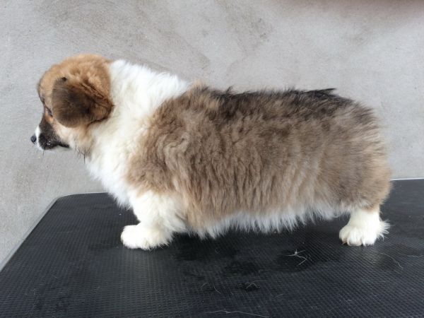 CO&amp;MOYE20151102 84日龄 2D-39.jpg