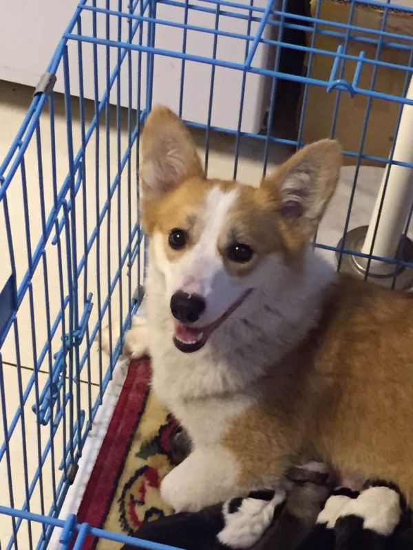 狗妈妈