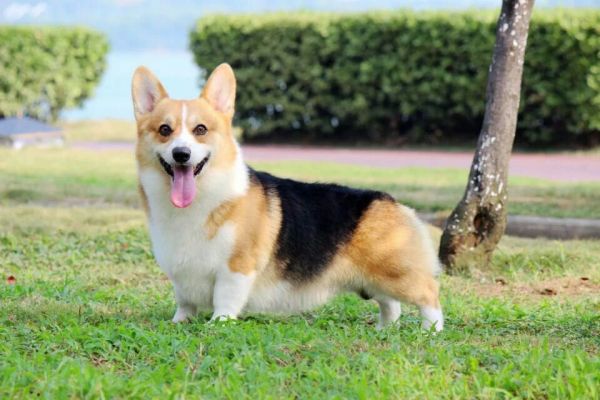 馒头.jpg