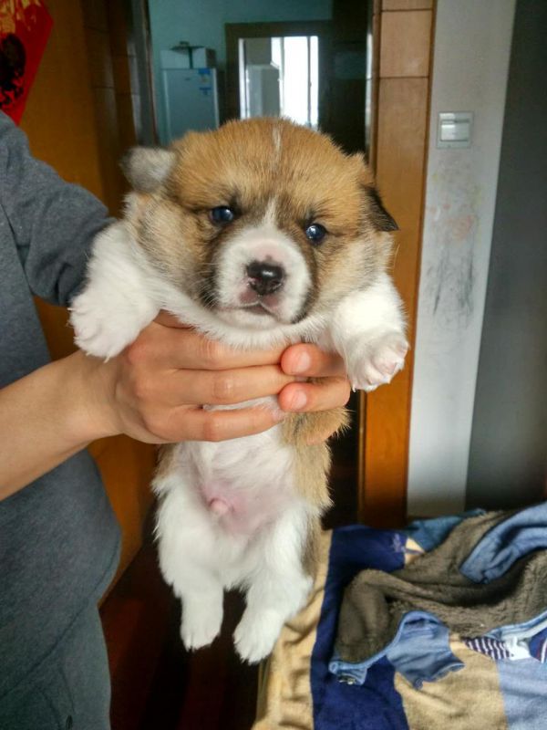 黄白两色DD