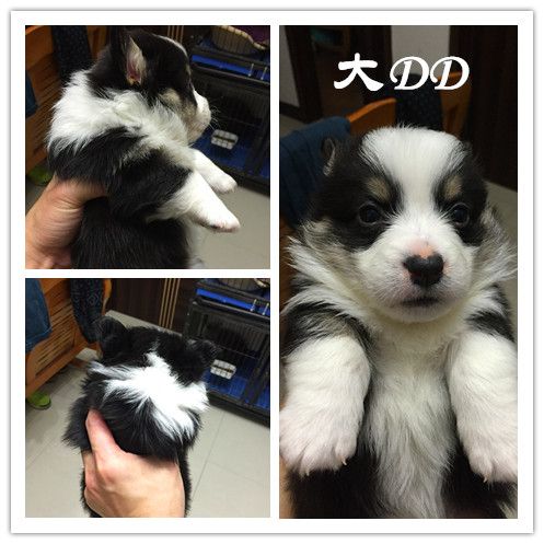 大DD.jpg