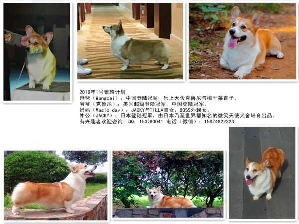 旺财和摩天合集_副本.jpg