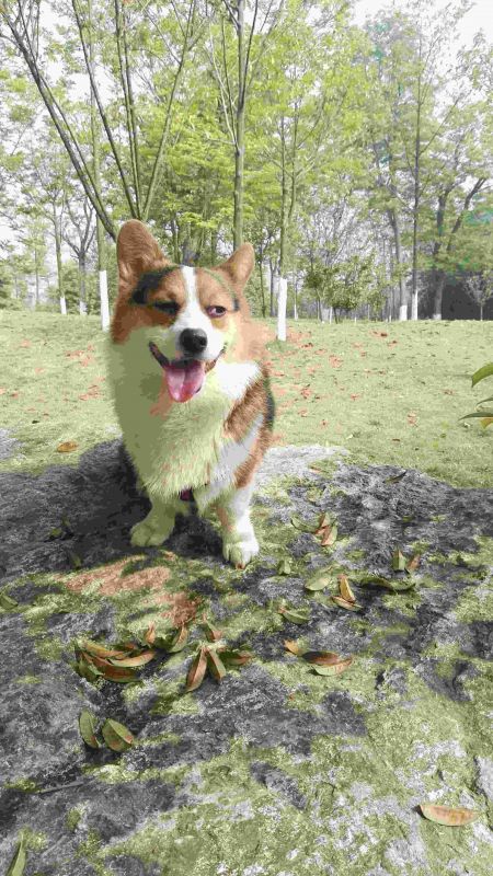 撩妹