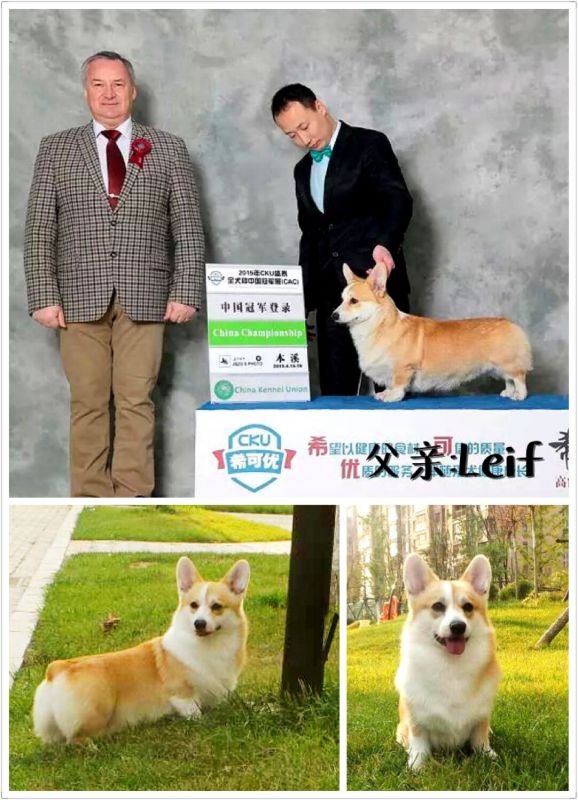 来福拼图.jpg