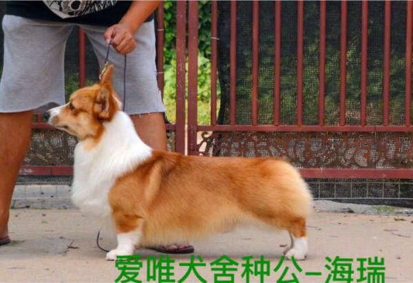 海瑞