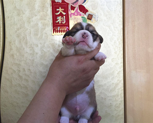 两色小公