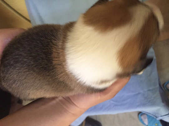 两色小公
