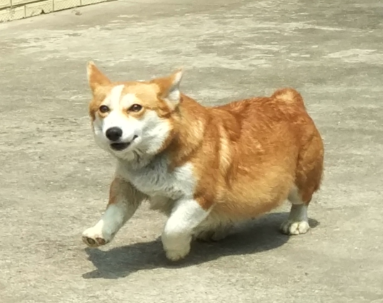 狗妈妈.png
