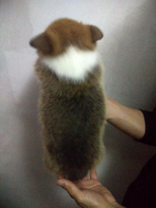 老大