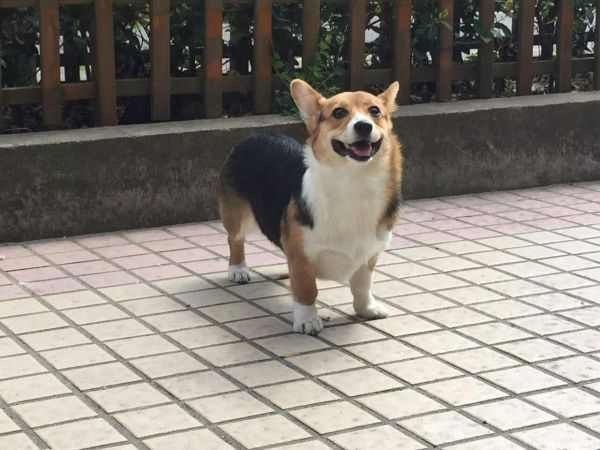 麻麻