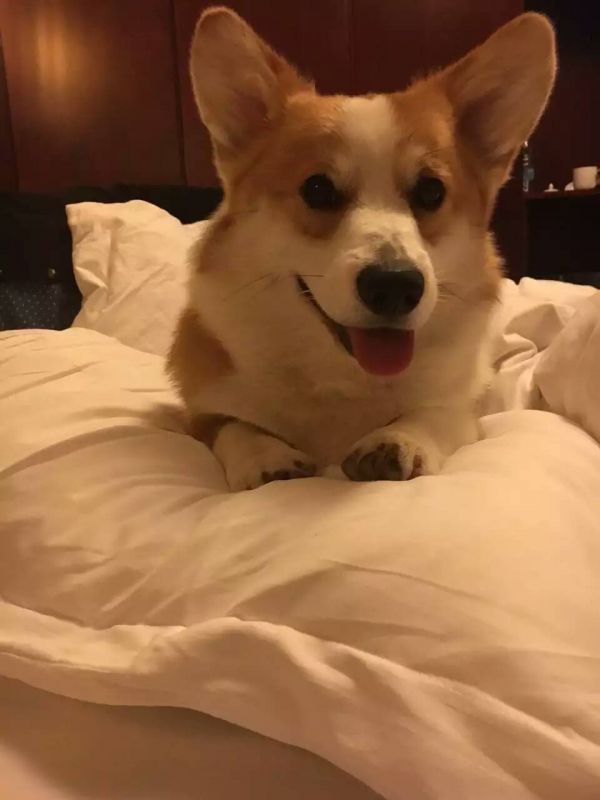 快乐的狗宝