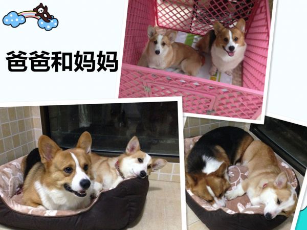 爸爸妈妈完成.jpg