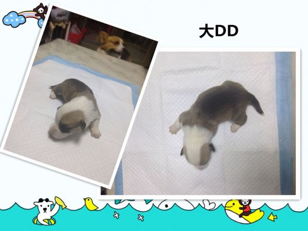 大DD完成.jpg