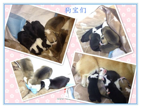 狗宝宝们完成.jpg