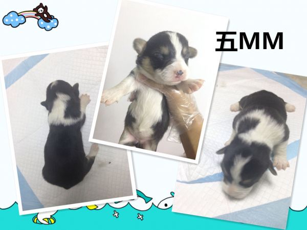 五MM完成.jpg
