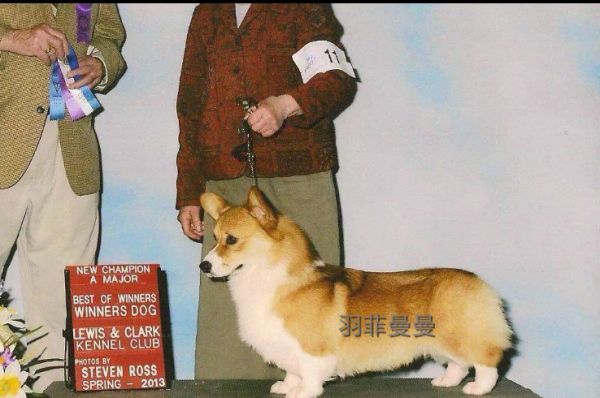 图4 BOB