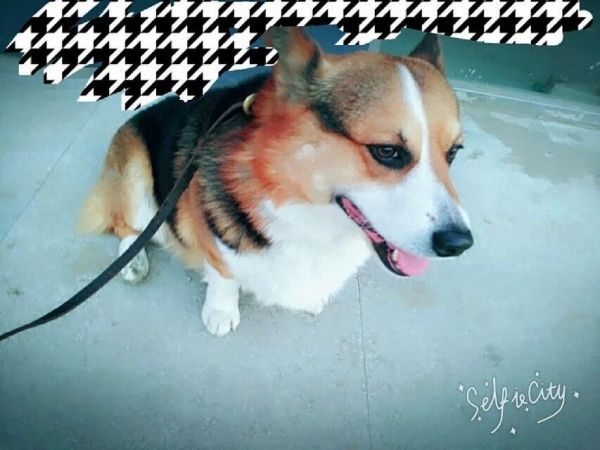 QQ图片20160328130313.jpg