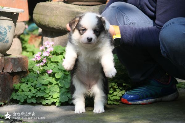 小母