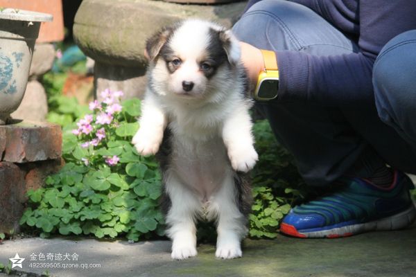 小母