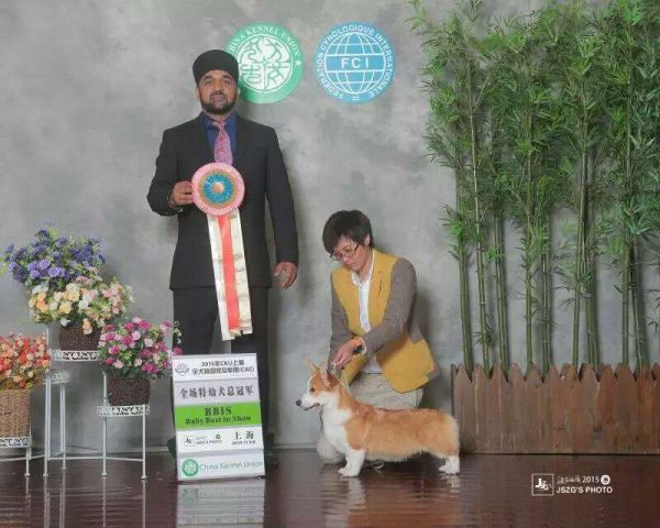 狗宝参加上海比赛