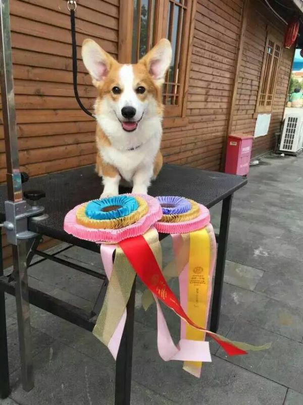 奖花是我的我的我的。重要事情说三遍