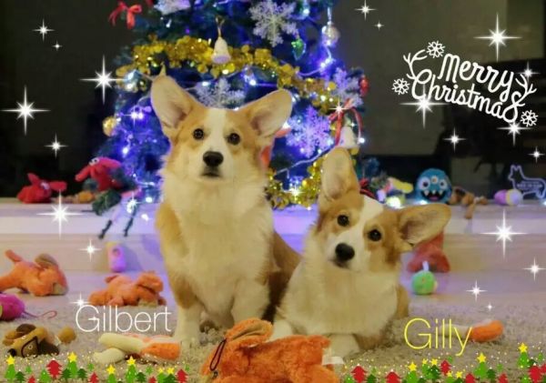 在广州老家和姐姐过圣诞节