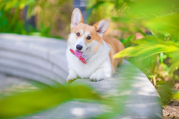 阿福