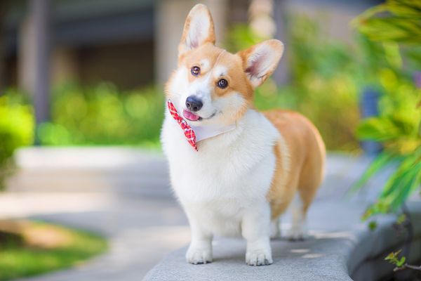 阿福