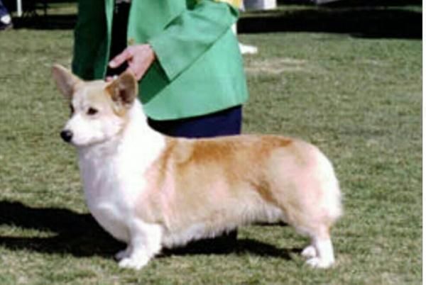 美国登陆冠军 CH(AM) LARKLAIN SHANES SWEET MELODY 