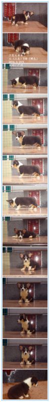 三色大弟弟.jpg