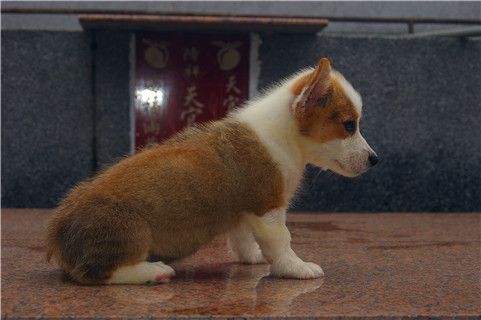 雕色MM-3